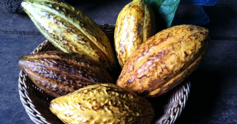 Cacao pods at Tirimbina