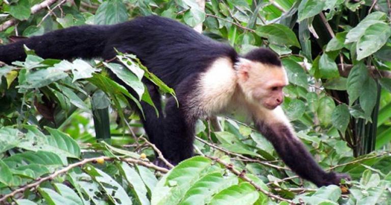 White-faced Capuchin