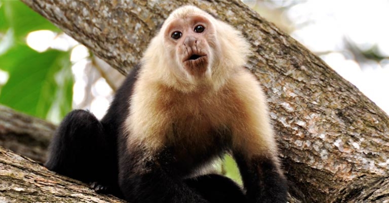 White-faced capuchin