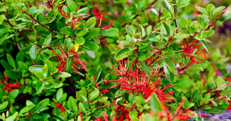 Chilean firetree (Embothrium coccineum)