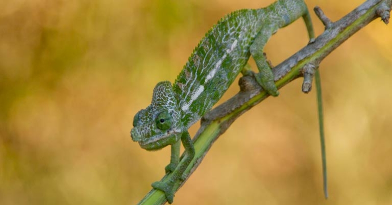 Chameleon
