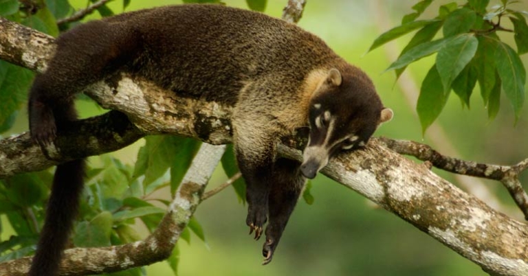 White-nosed coati