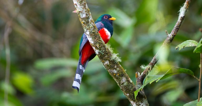 Collared Trogon