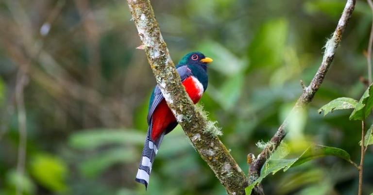 Collared Trogon