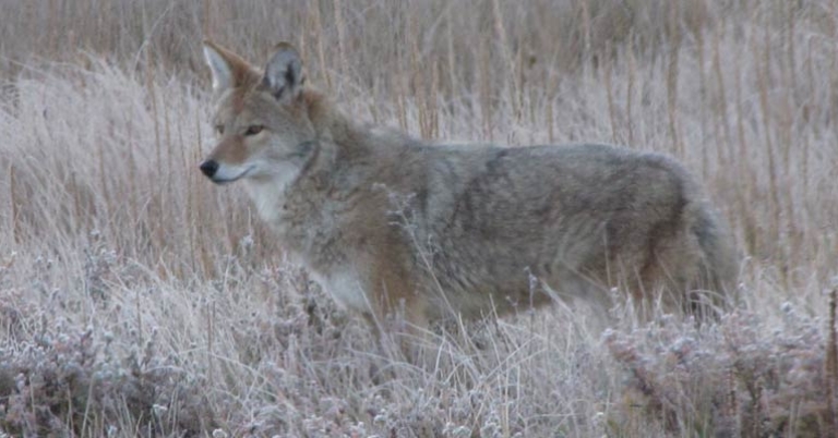 Coyote