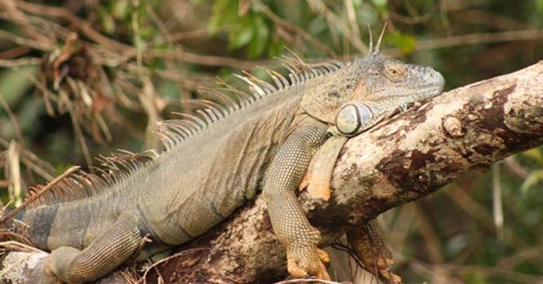Green Iguana, Costa Rica