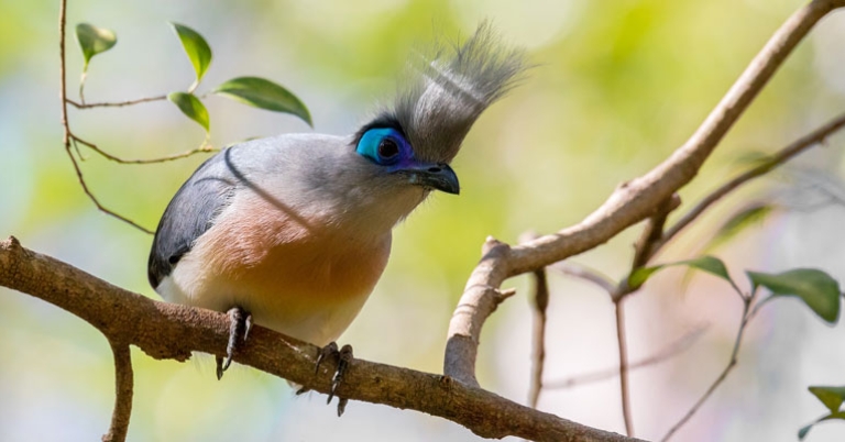 Crested Coua