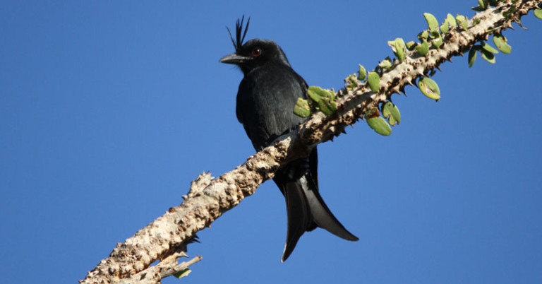 Crested Drongo