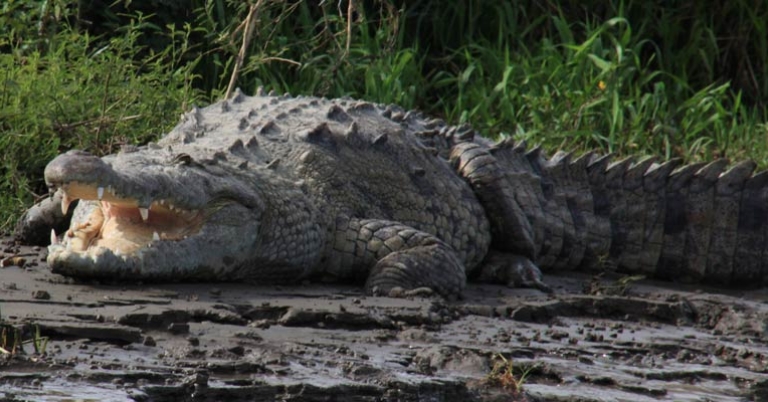 American crocodile on the Tárcoles River