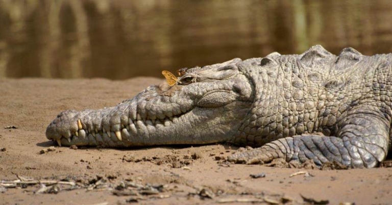 Crocodile on the Tárcoles River