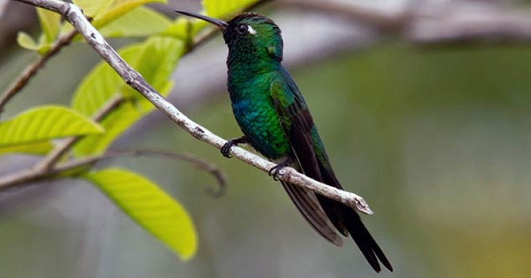Cuban Emerald
