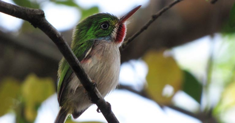 Cuban Tody