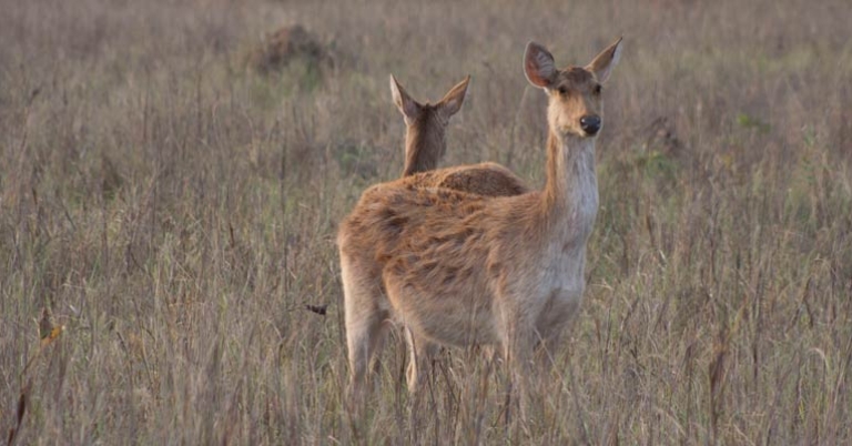 Sambar deer