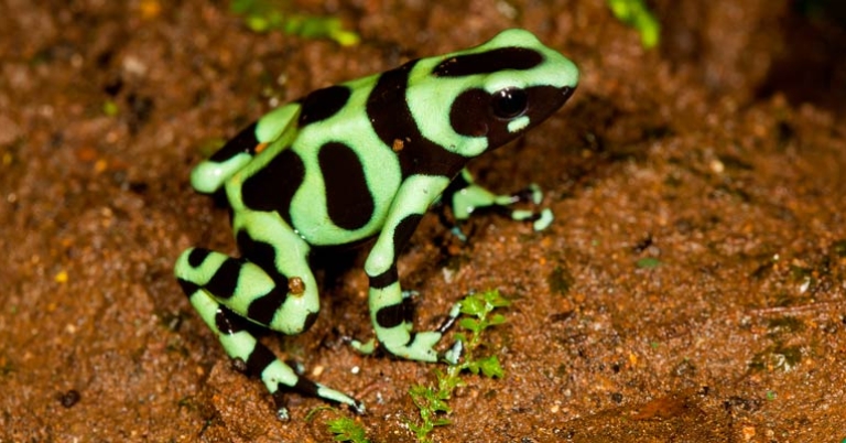 Green and black poison dart frog (Dendrobates auratus)
