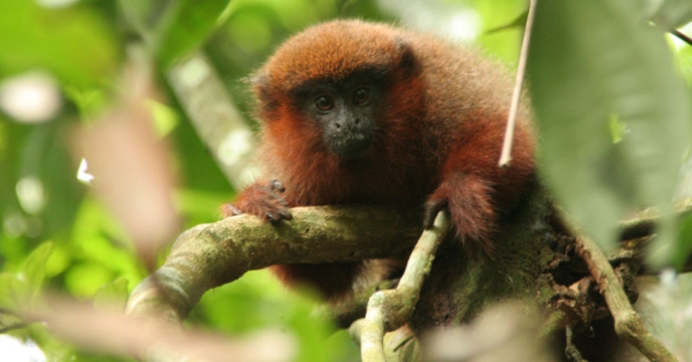 Dusky titi monkey