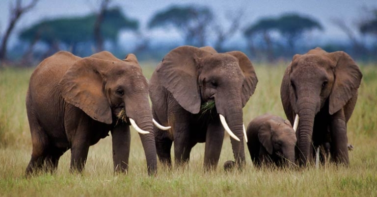 Elephants