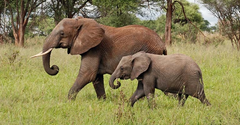 Elephants in Tarangire National Park