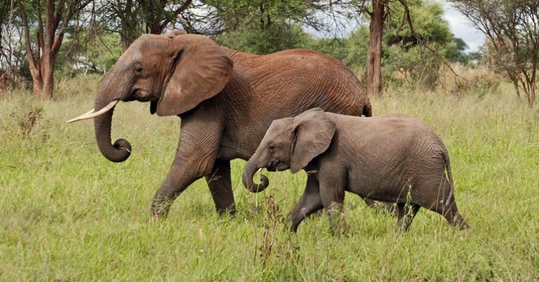 Elephants in Tarangire National Park