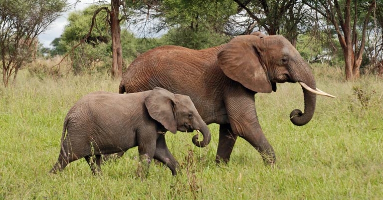 Elephants in Tarangire National Park