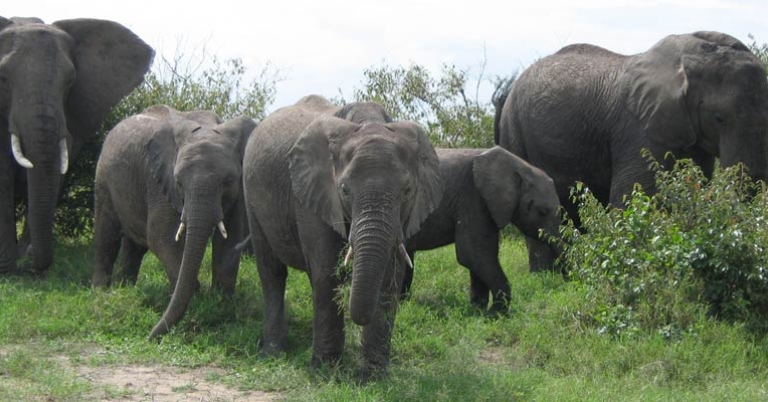 Elephants in the Maasai Mara Reserve