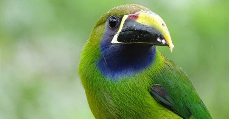 Northern Emerald-Toucanet