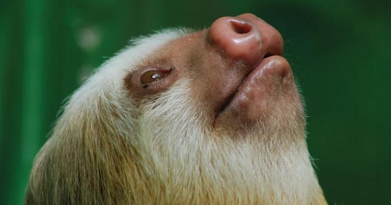 Sloth