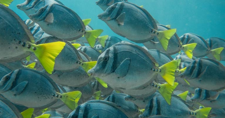 Razor surgeonfish