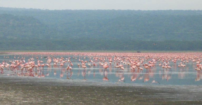Flamingos on Lake Nakuru