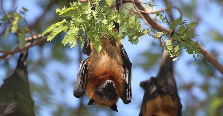Flying fox