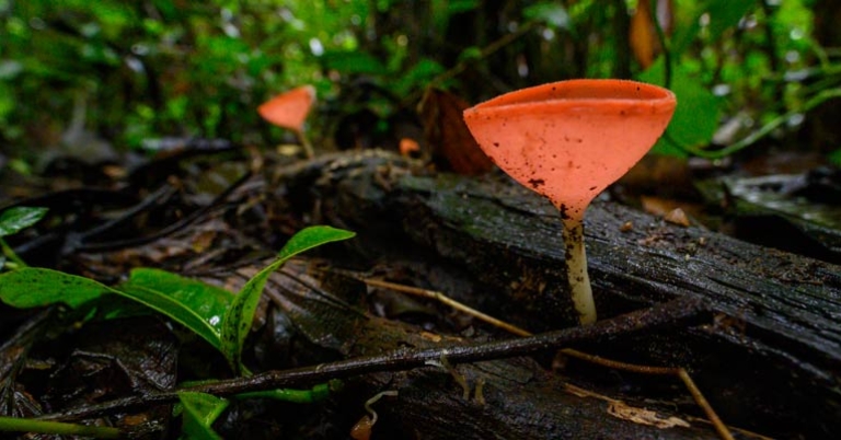 Cup fungi