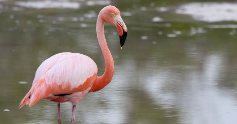 Galápagos Flamingo