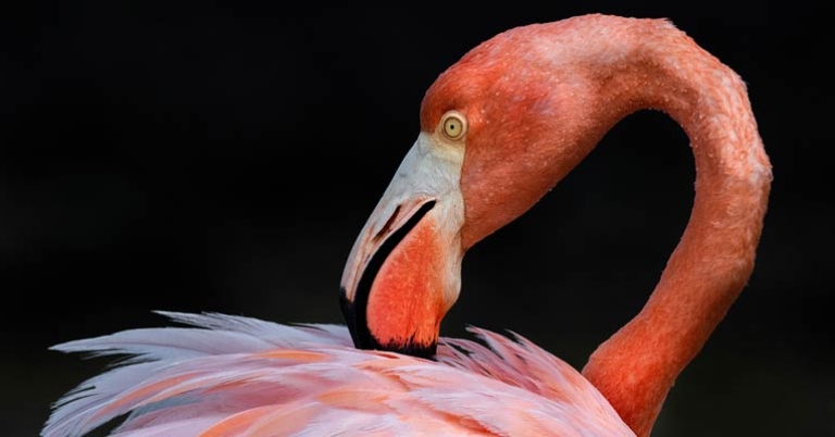 American Flamingo