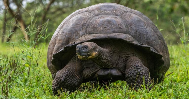 Galápagos giant tortoise