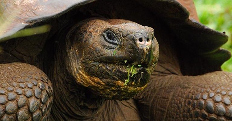 Galapagos giant tortoise