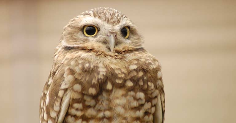 Burrowing Owl
