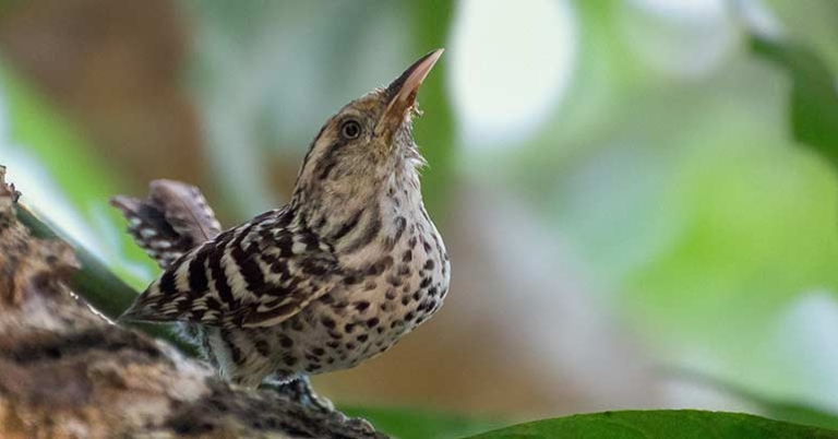 Stripe-backed Wren