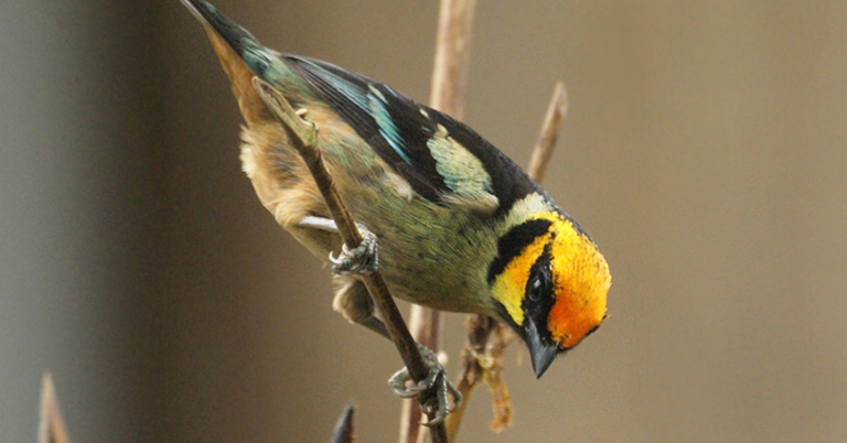 Flame faced Tanager