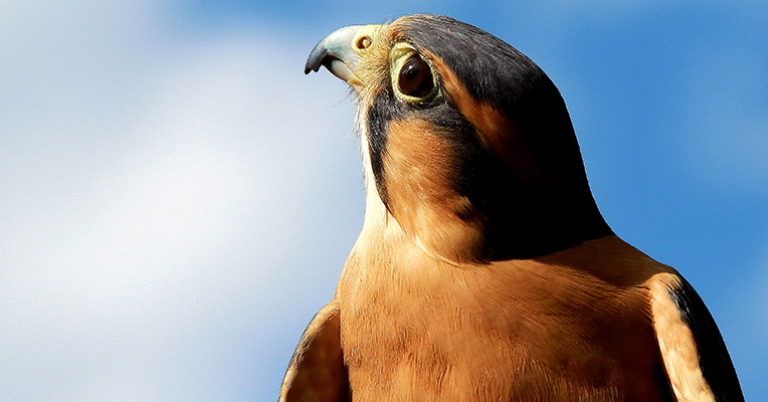 Aplomado Falcon