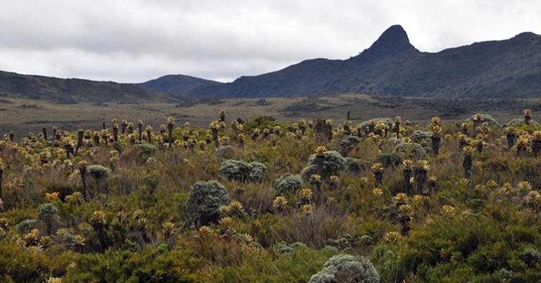 Paramo ecosystem