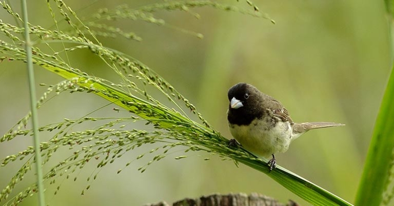 Yellow-bellied Seedeater