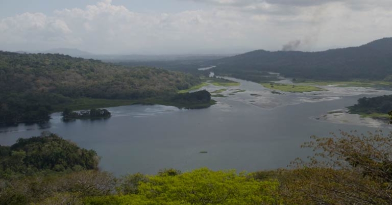Birding in Gamboa Rainforest
