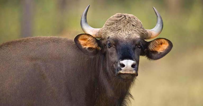 Gaur, or Indian bison