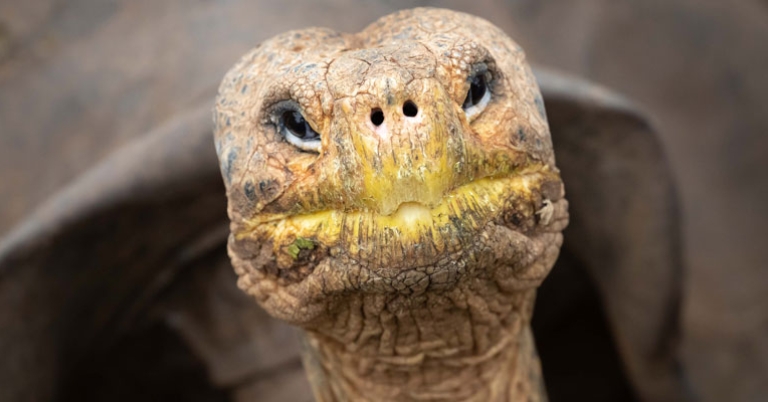 Galápagos giant tortoise