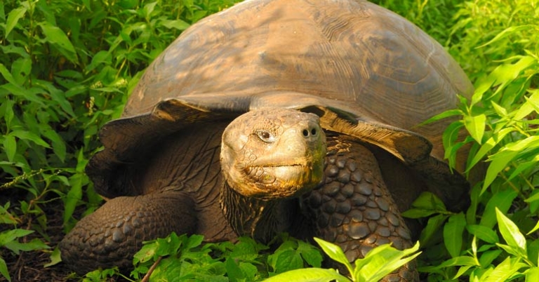 Galápagos giant tortoise