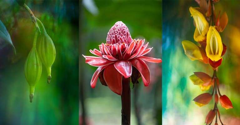 Flowers in Costa Rica