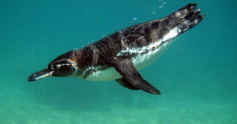 Galápagos Penguin