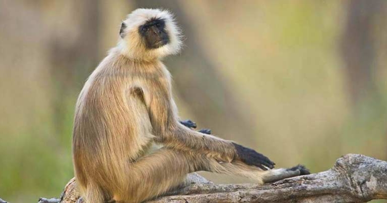 Gray langur