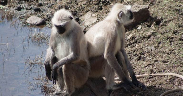 Gray langur monkeys