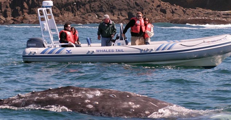 Gray Whale Watching