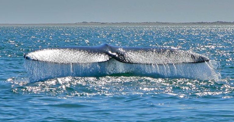 Gray whale